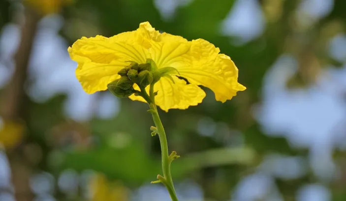 Flowers of sponge gourd (Luffa aegyptiaca)