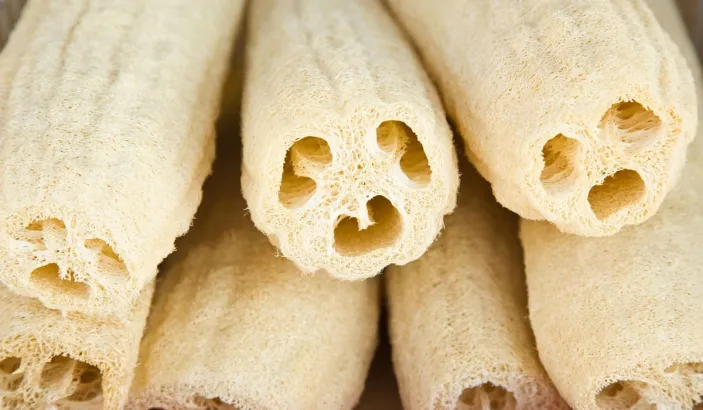 Sponge gourd (Luffa aegyptiaca)