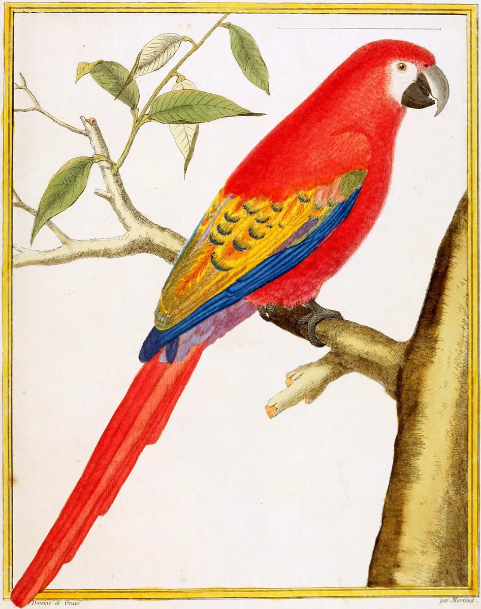 Dessin de l'ara de Martinique
