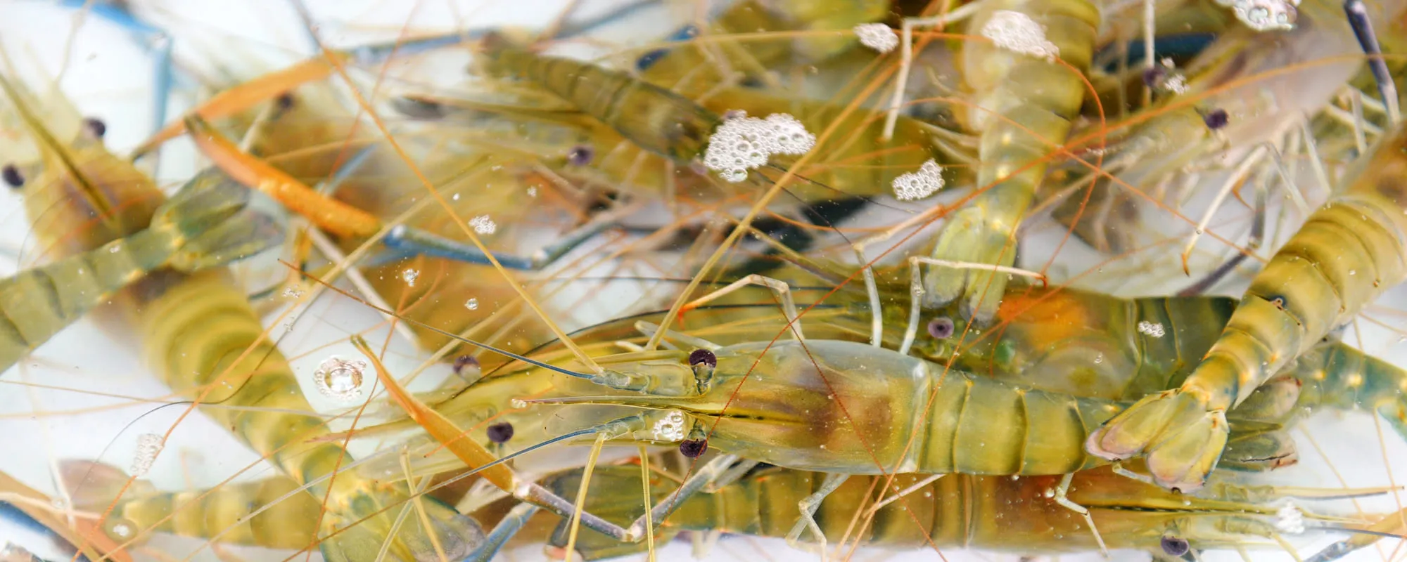 Élevage de crevettes