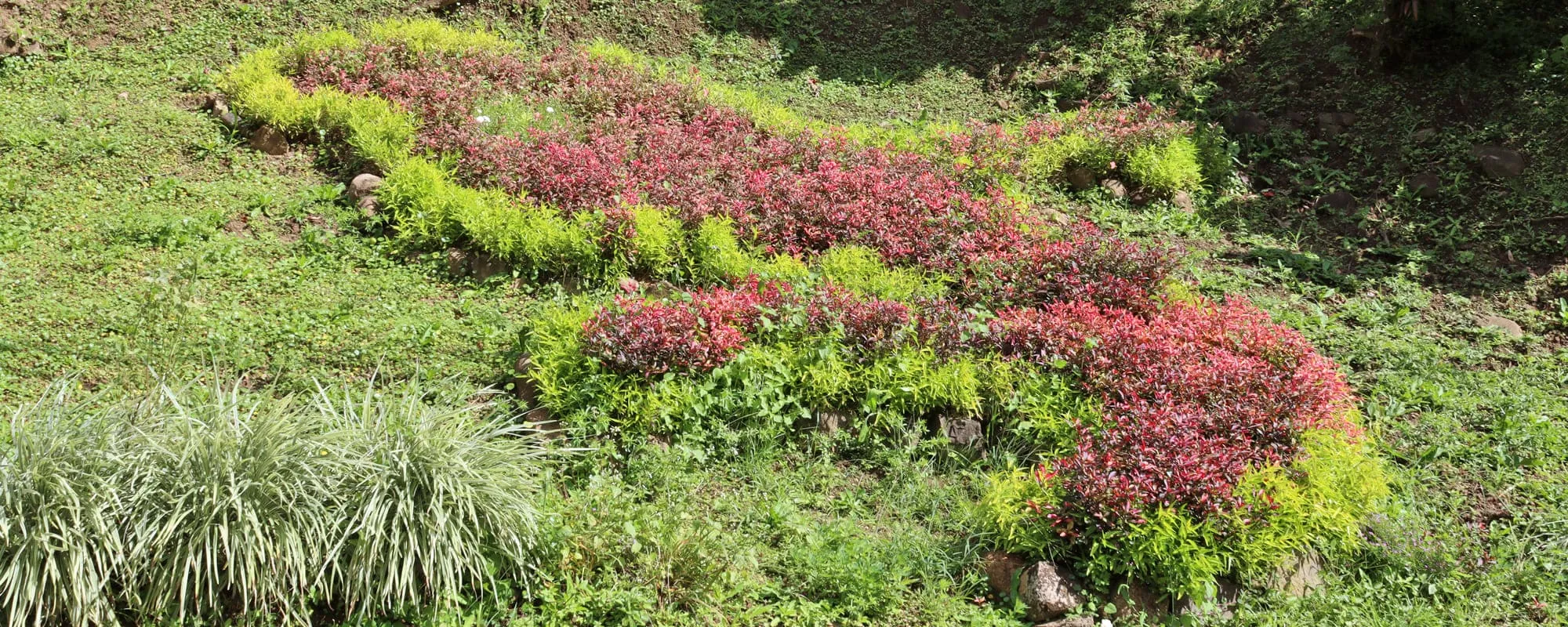 Map of Martinique drawn with plants