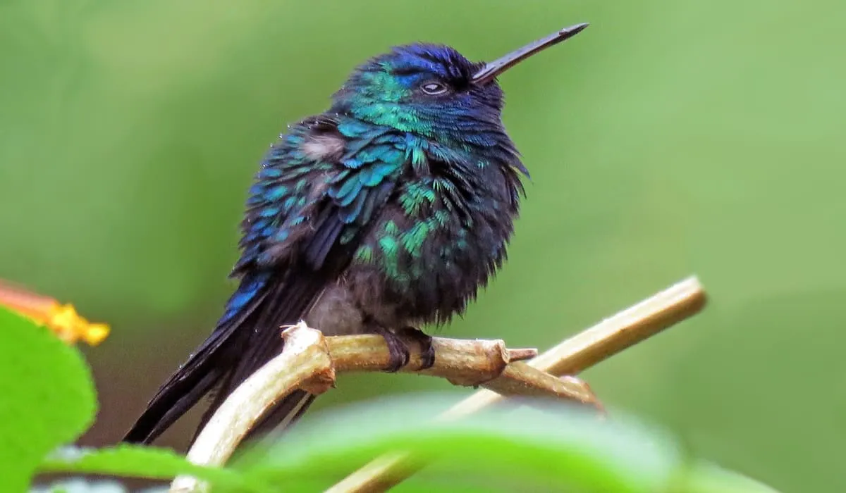 Colibri vert et bleu