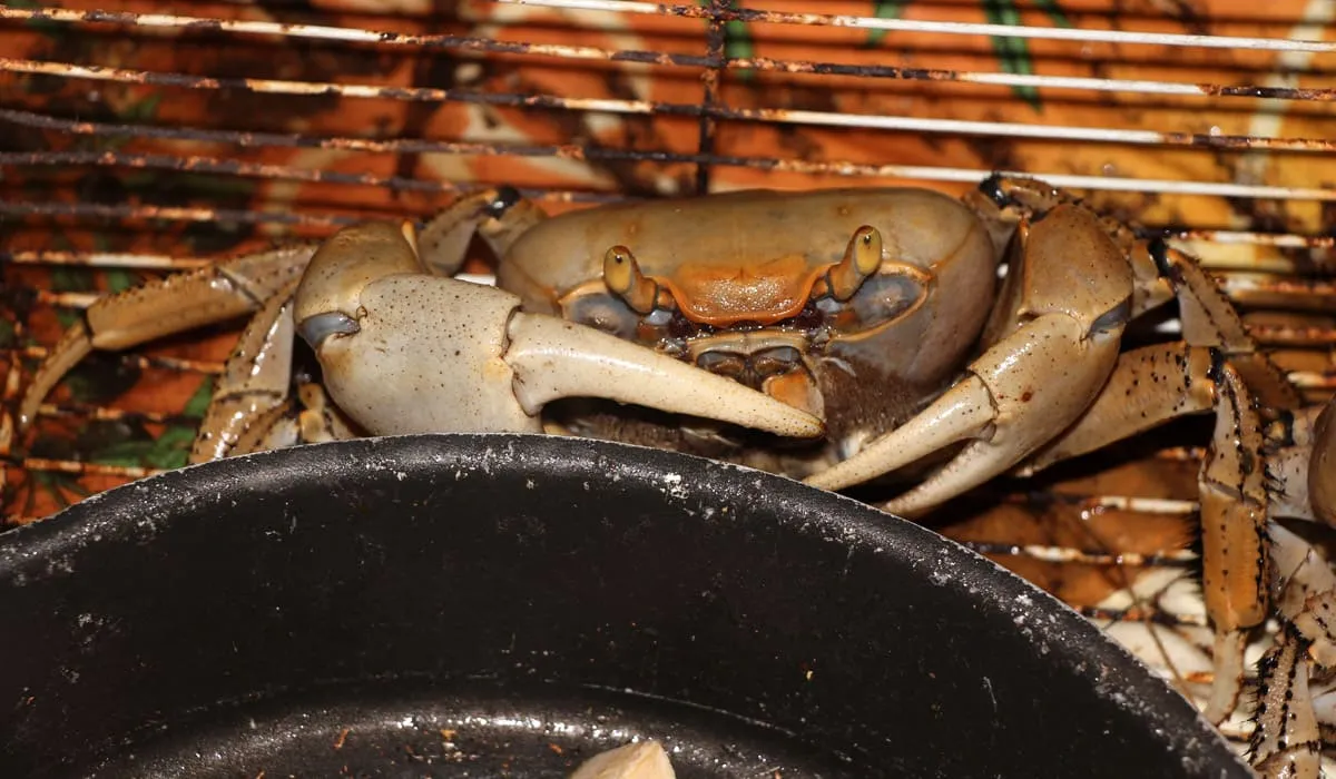 Crabe dans une cage