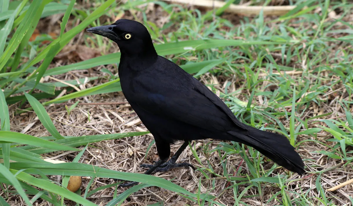 Quiscale merle mâle